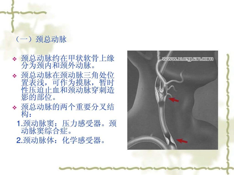 7血管淋巴神经图文.ppt.ppt_第3页