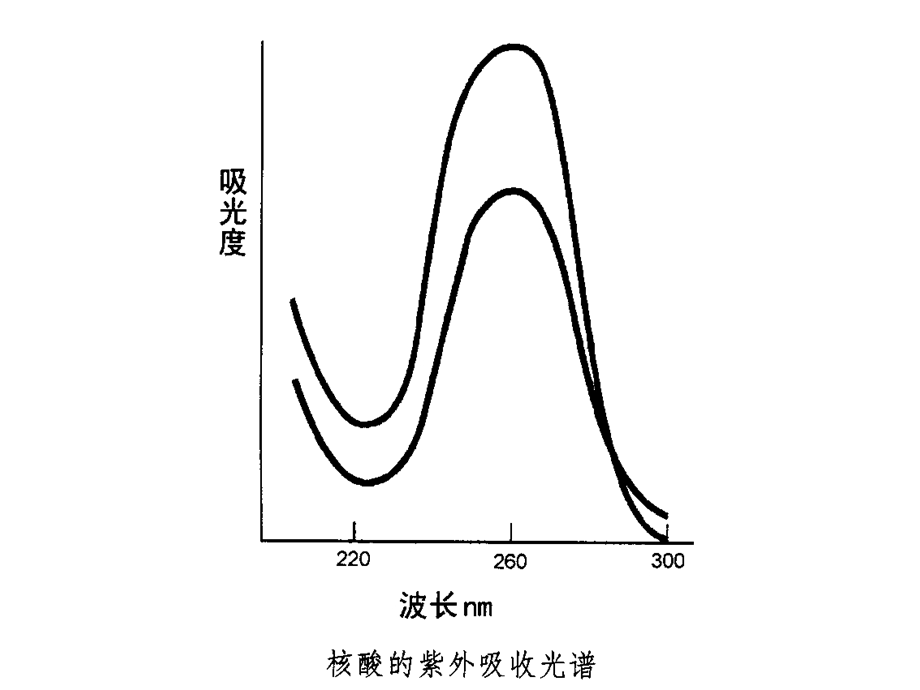 第四章核酸分子杂交.ppt_第2页