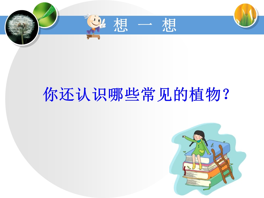 一年级科学身边的植物-教学课件.ppt_第3页