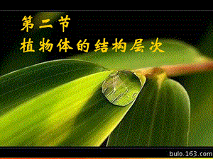 七年级生物《植物体的结构层次》课件.ppt