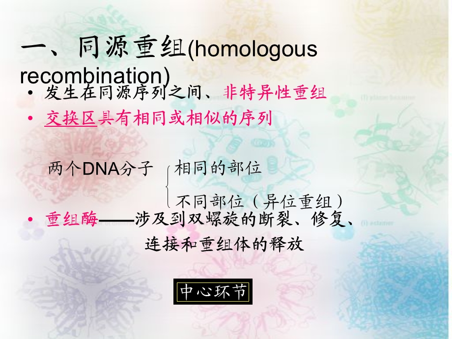 第章DNA的复制修复和重组.ppt_第2页