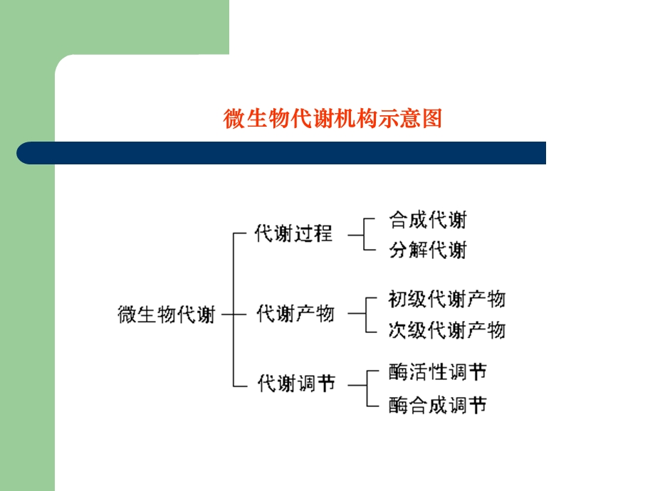 第三章代谢调节与代谢工程.ppt_第3页