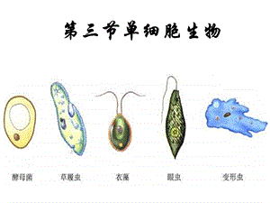 七年级生物单细胞生物.ppt