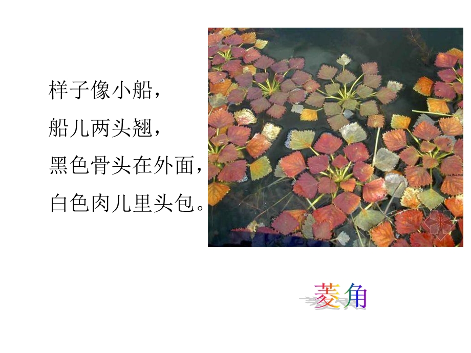 三年级科学《水生植物》.ppt_第2页