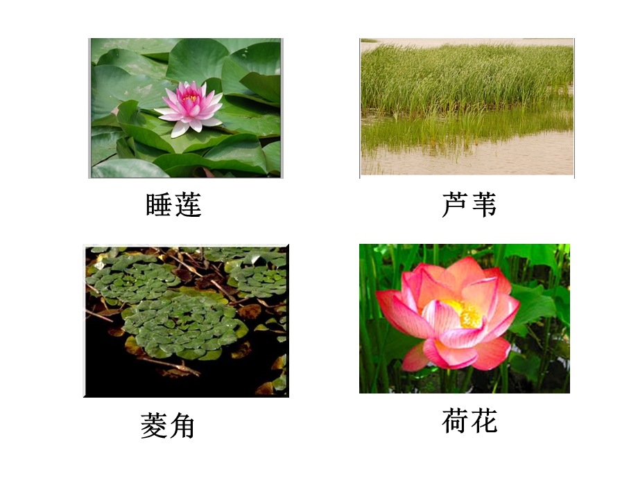 三年级科学《水生植物》.ppt_第3页