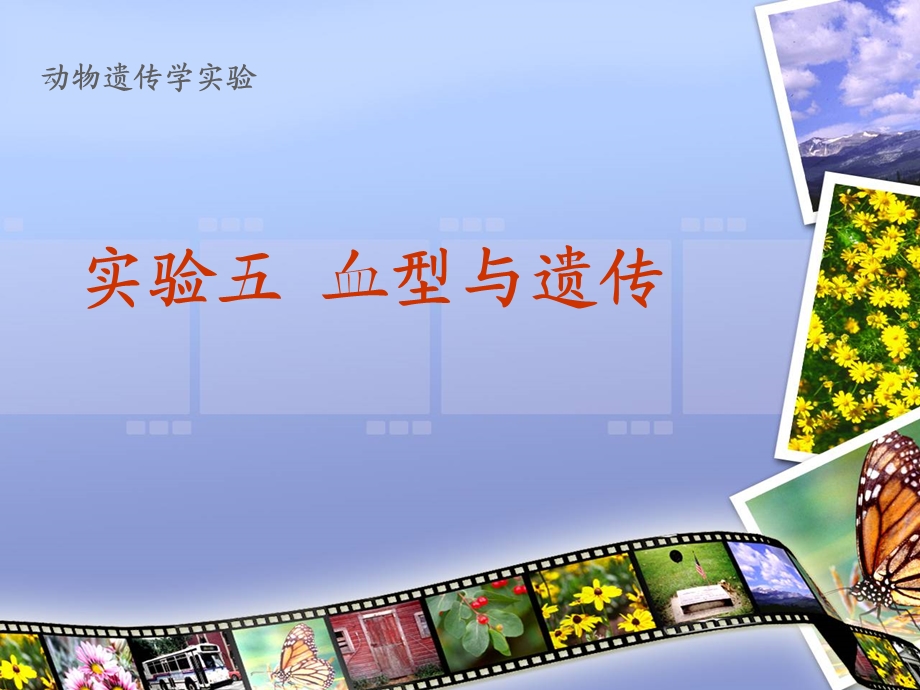 动物遗传学实验.ppt_第1页