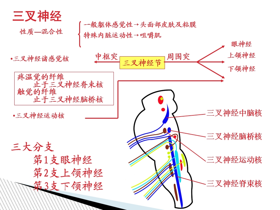 三叉神经的解剖基础.ppt_第2页