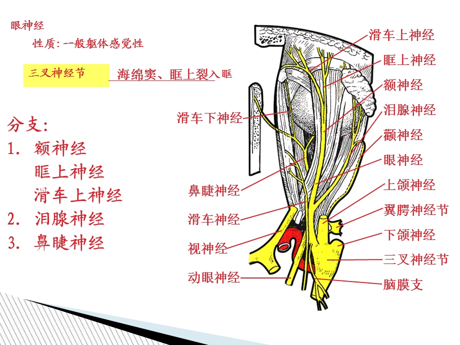 三叉神经的解剖基础.ppt_第3页