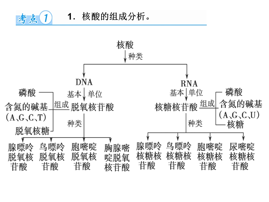 一轮复习核酸和糖类、脂质.ppt_第2页