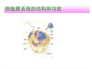 细胞膜系统的结构.ppt