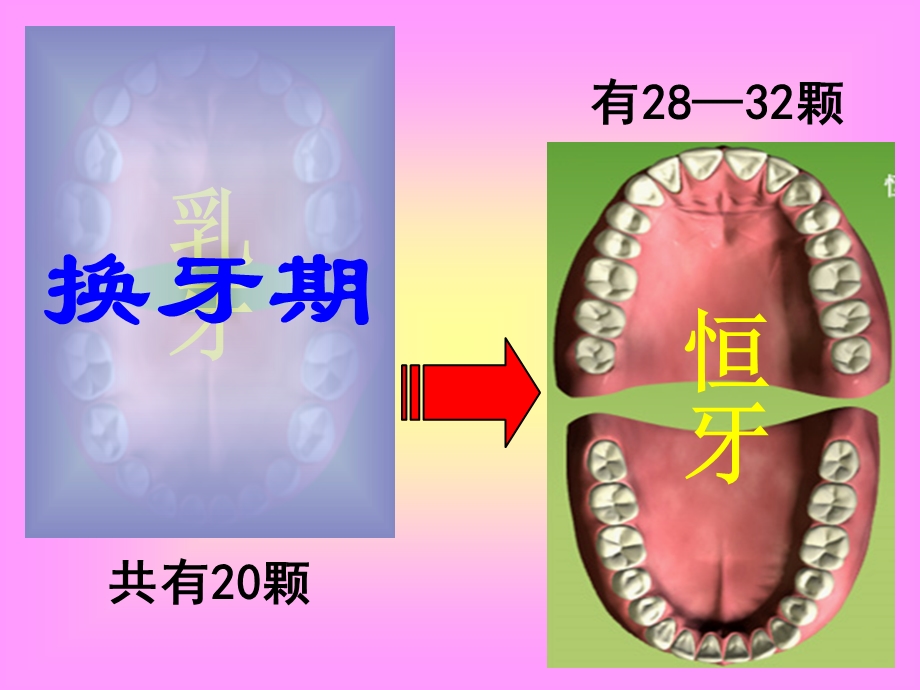 一年级上-活动1-换牙期的自我保护.ppt_第3页