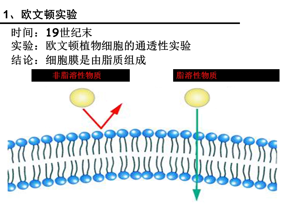 一轮复习：细胞膜流动镶嵌模型.ppt_第1页