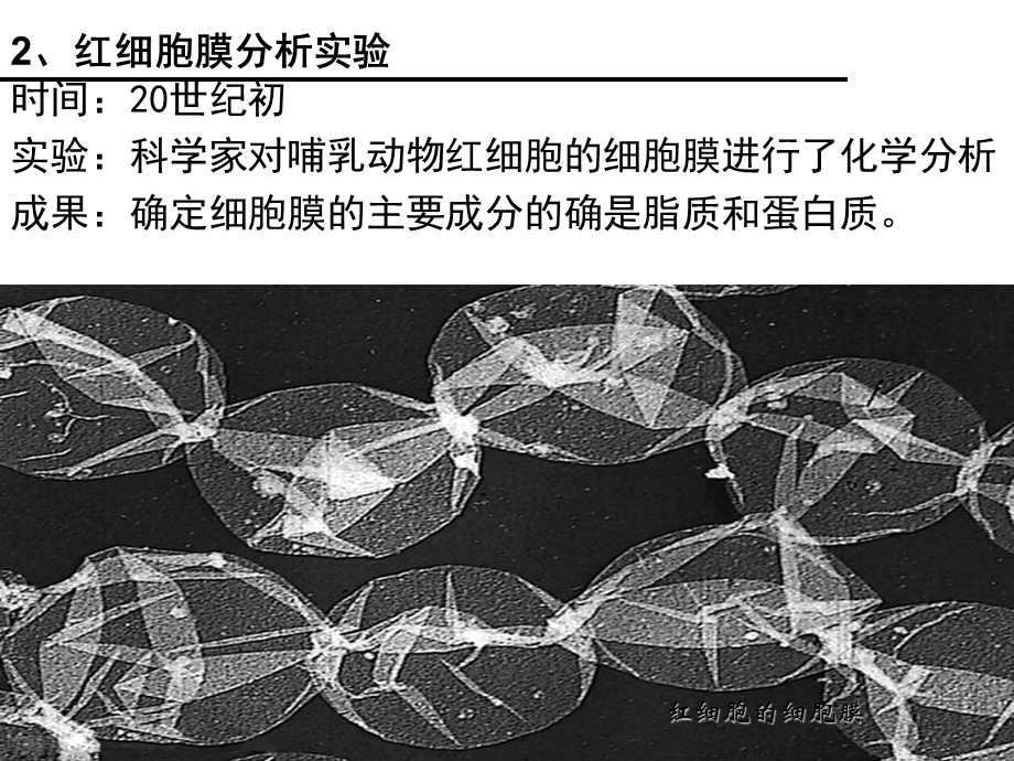 一轮复习：细胞膜流动镶嵌模型.ppt_第2页