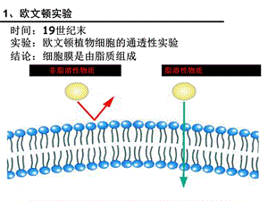 一轮复习：细胞膜流动镶嵌模型.ppt