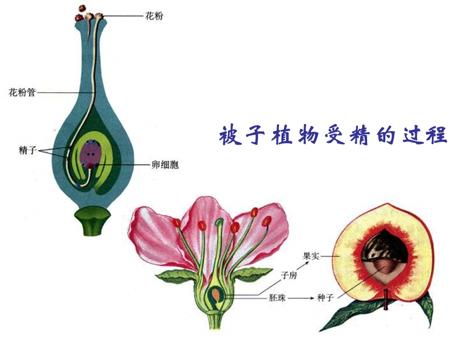 七年级生物下册《人的生殖》课件.ppt_第2页