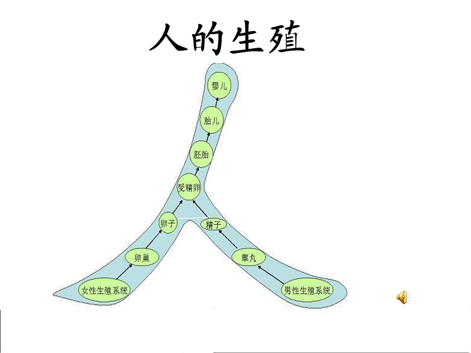 七年级生物下册《人的生殖》课件.ppt_第3页