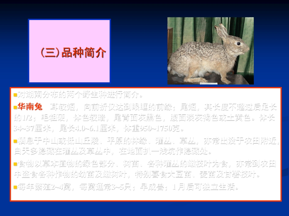 特种经济动物野兔.ppt_第3页