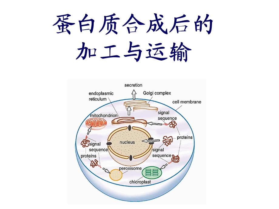 蛋白质合成后的折叠与加工.ppt_第1页