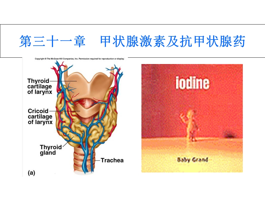 三十一章甲状腺激素及抗甲状腺药.ppt_第1页