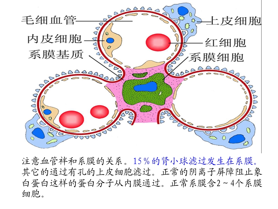 肾炎病理新.ppt_第3页