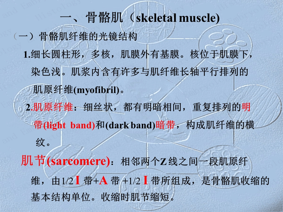 最全的组织学和胚胎学1.ppt_第3页