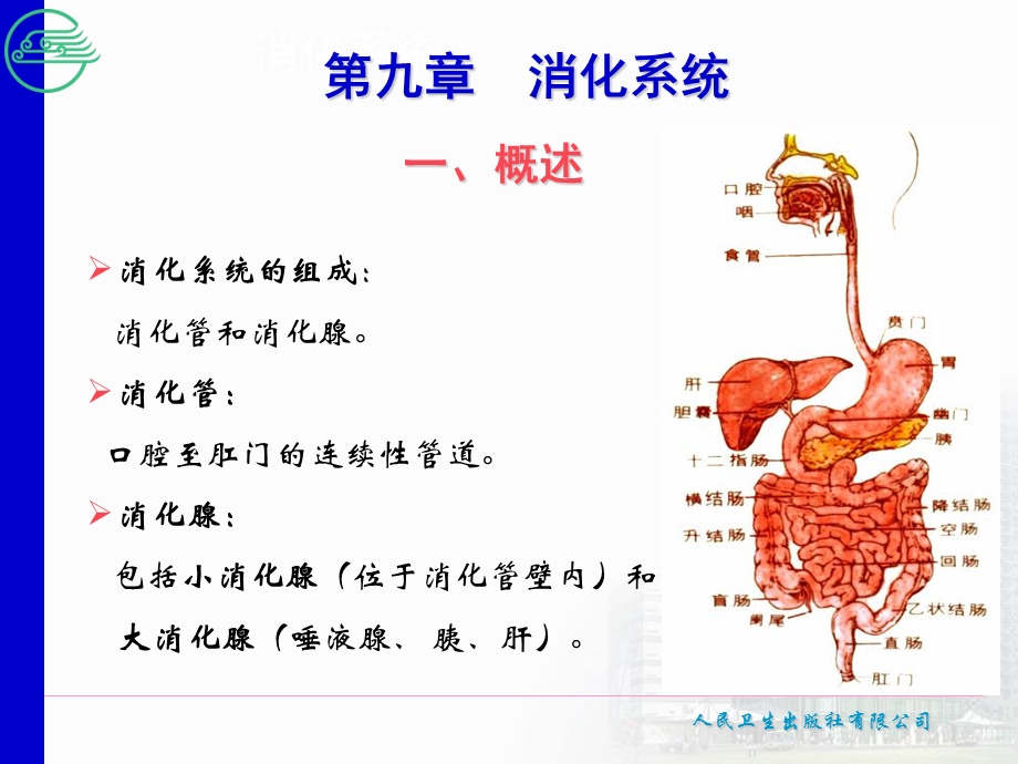 第九章消化系统.ppt_第3页