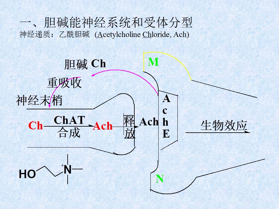 第七章乙酰胆碱.ppt_第2页