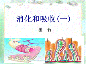 七年级生物下册消化和吸收复习课件.ppt