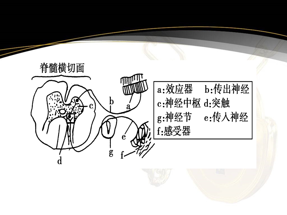 第通过神经系统的调.ppt_第3页