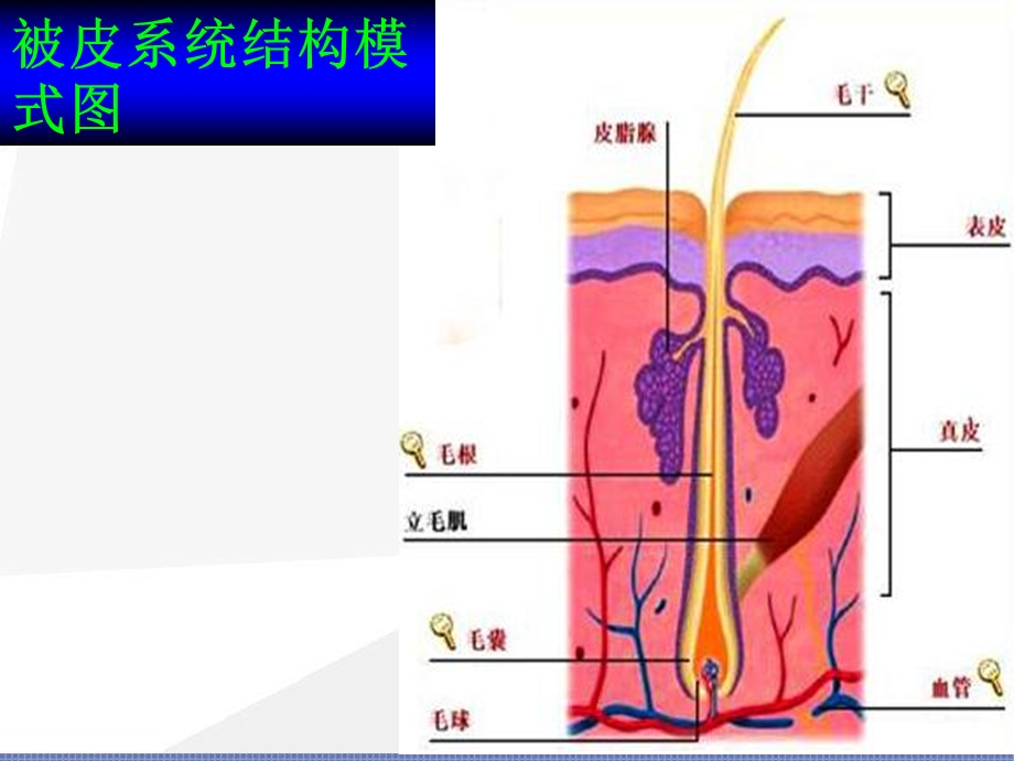 第9章皮肤1.ppt_第2页