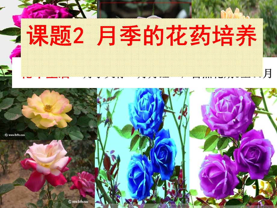 月季的花药培养1.ppt_第1页