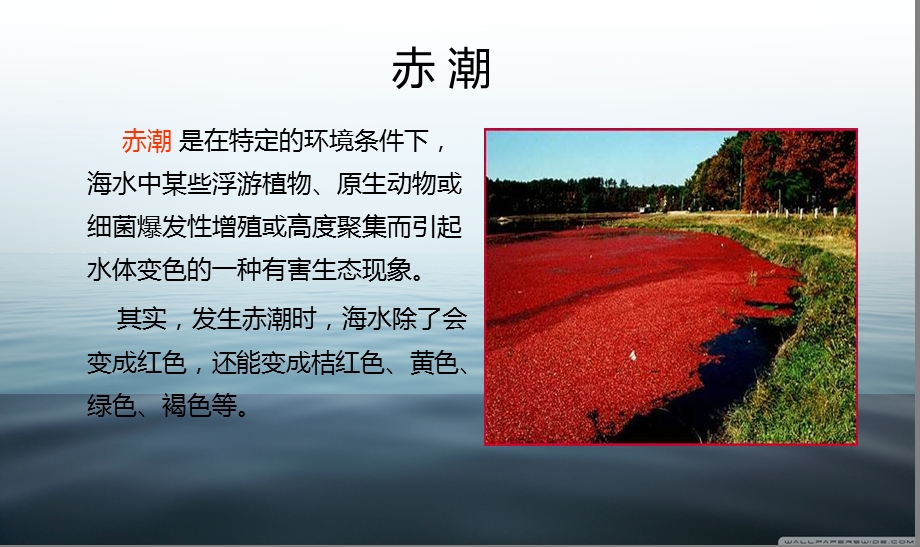 赤潮产生的原因与对策.ppt_第3页