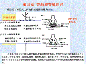 05第4章突触和突触传递第5章N递质和调质.ppt