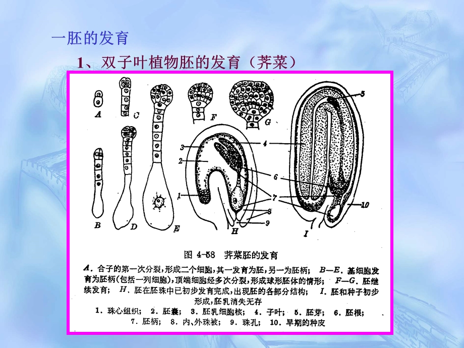 第九章种子与果实的发育.ppt_第3页