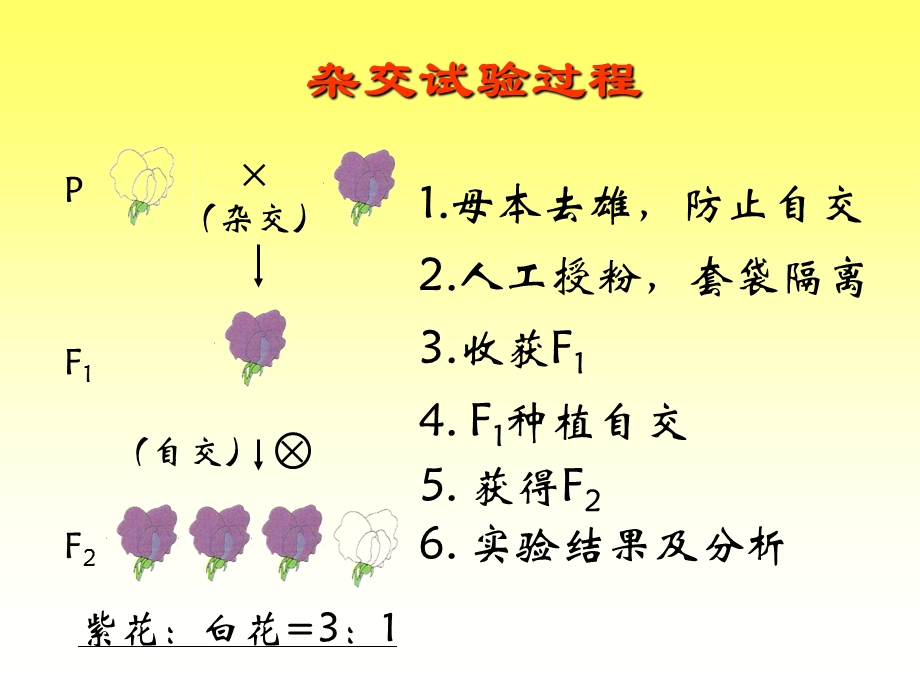 一节基因分离定律.ppt_第3页