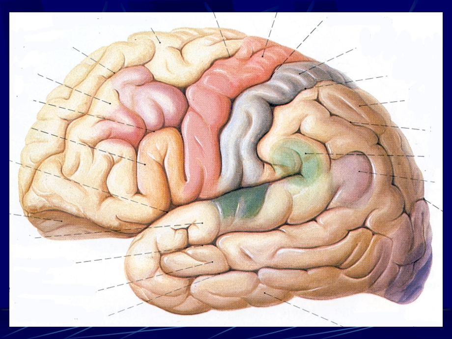 头部连续横断层解剖及CTMRI.ppt_第2页