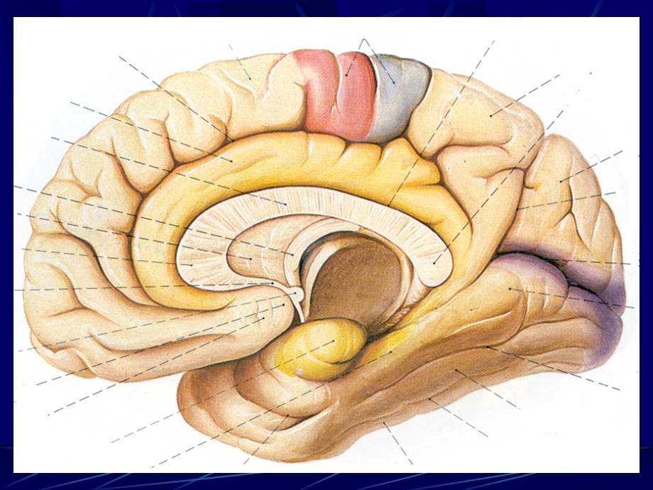 头部连续横断层解剖及CTMRI.ppt_第3页