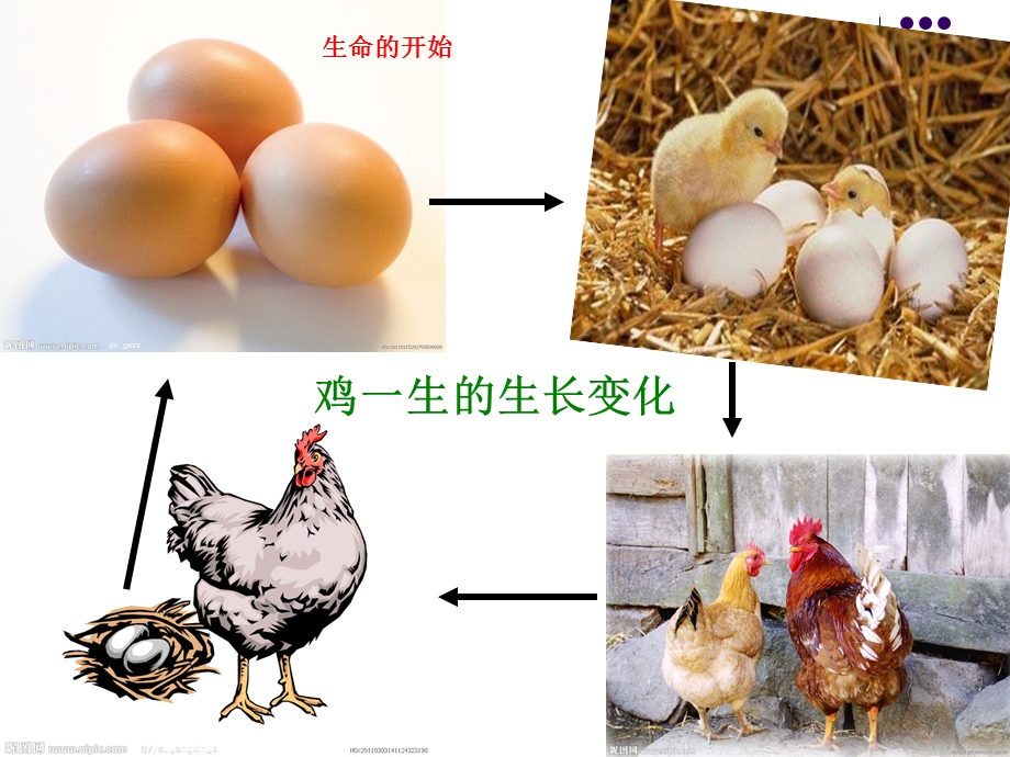 三年级科学下册课件《蚕卵里孵出的新生命》.ppt_第2页