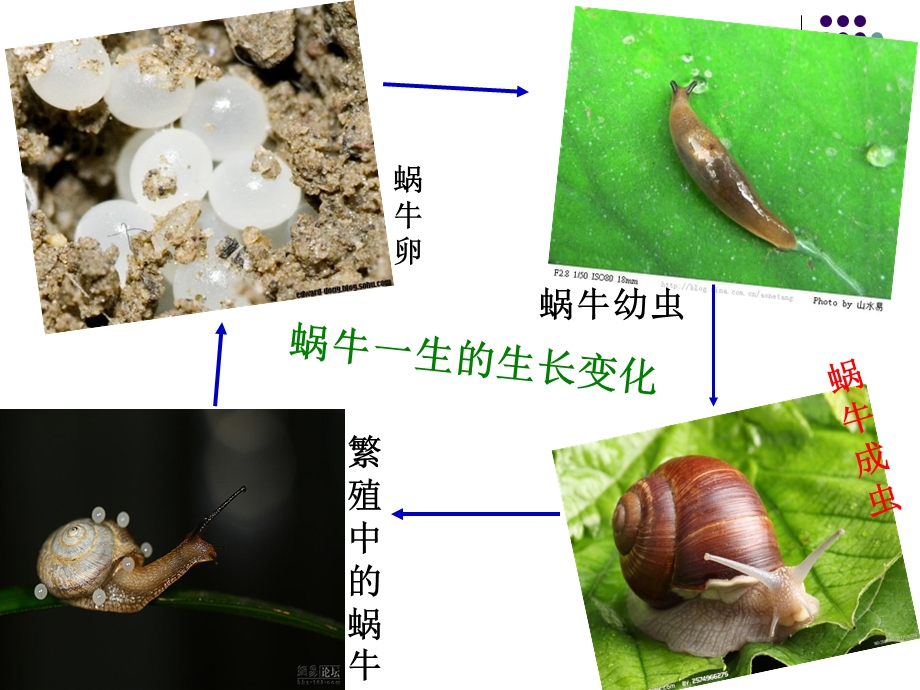 三年级科学下册课件《蚕卵里孵出的新生命》.ppt_第3页