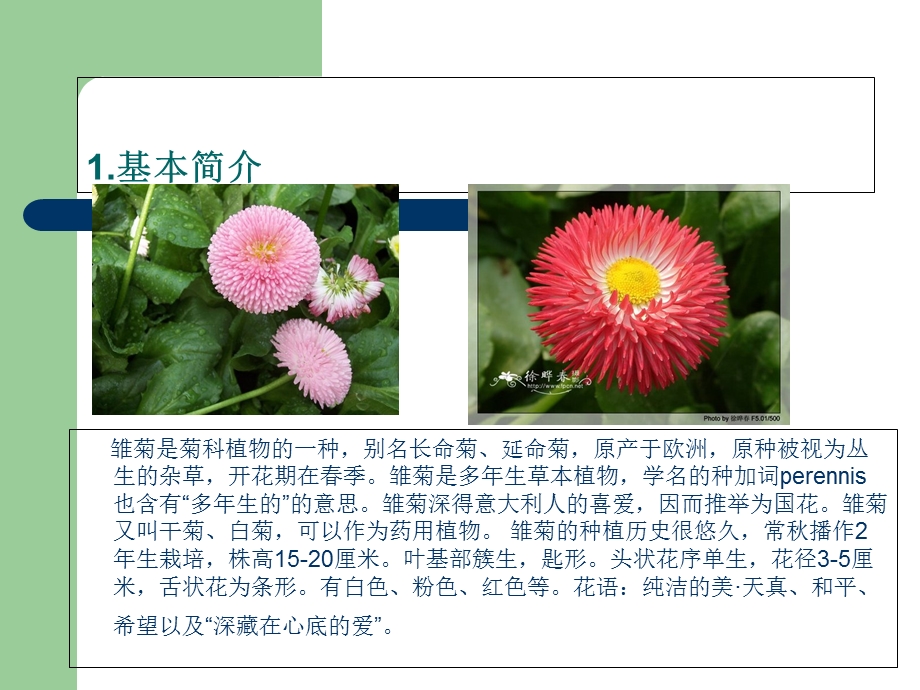 一二年生草花实用育苗技术.ppt_第3页