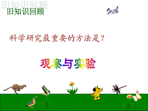 七年级科学观察蜗牛.ppt