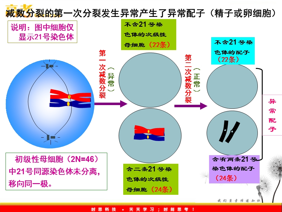 三体综合征病因.ppt_第2页