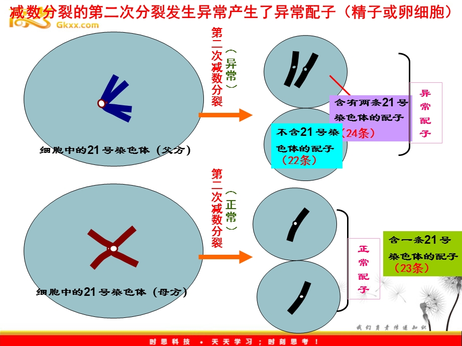 三体综合征病因.ppt_第3页