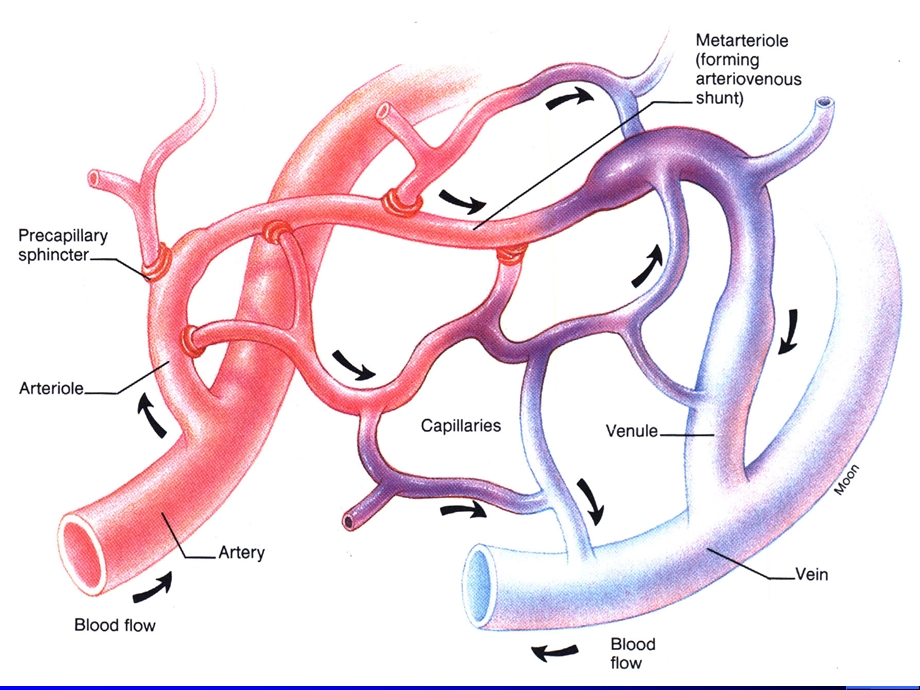 一、各类血管的功能特点.ppt_第2页