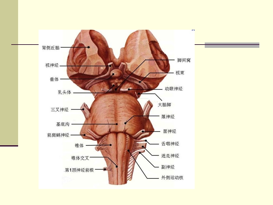 三叉神经解剖及MR表现.ppt_第3页