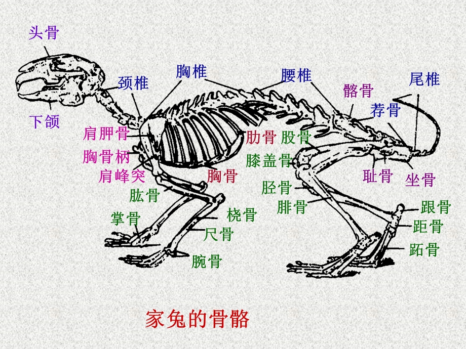 实验十一家兔的骨骼.ppt_第2页