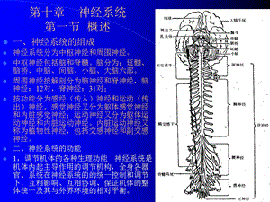 组织学与解剖学神经系统1.ppt