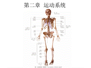 《人体解剖学》课件第二章运动系统.ppt