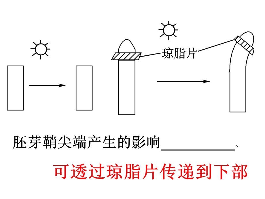 一轮复习必修三3-1植物的激素调节.ppt_第2页