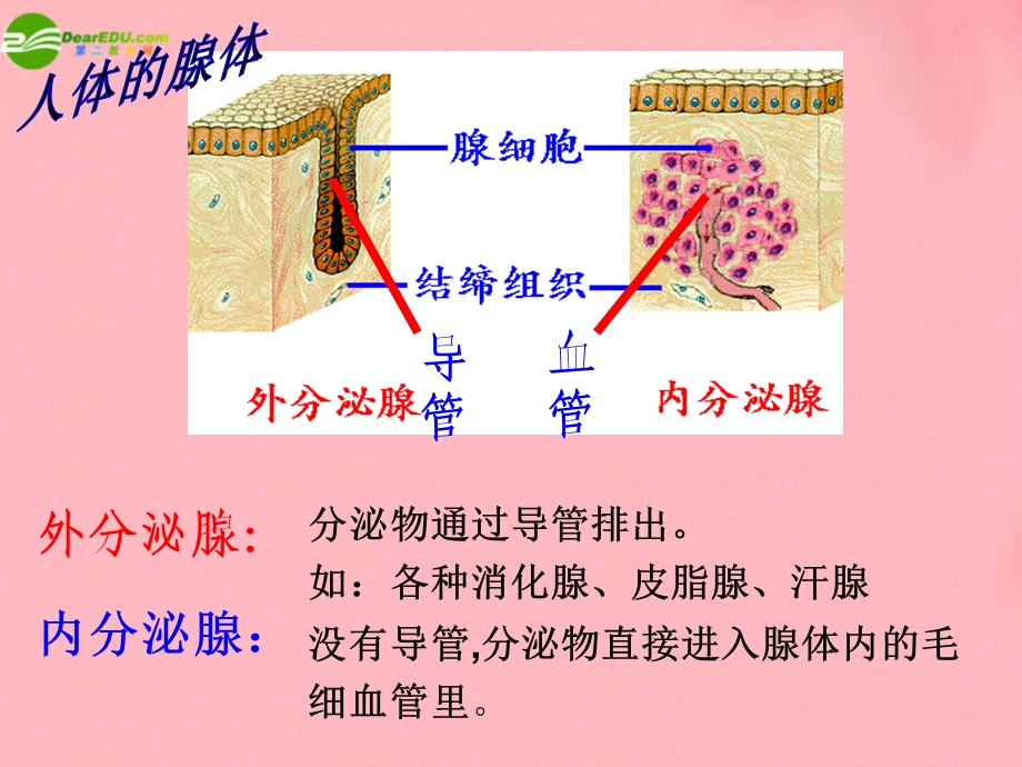 七级下册生物学第六第四激素调课件.ppt_第3页